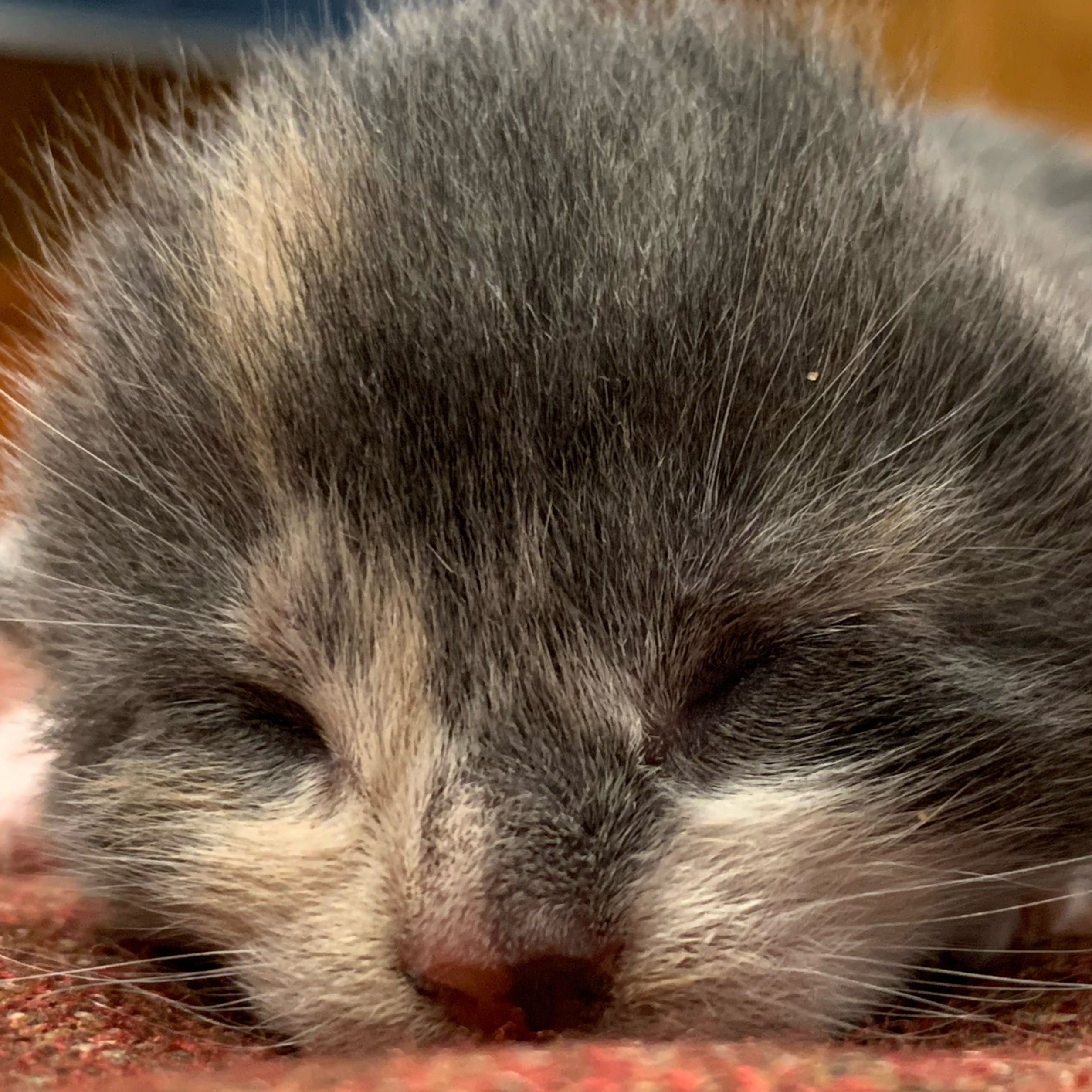 Rottnpotatoe 3d printing