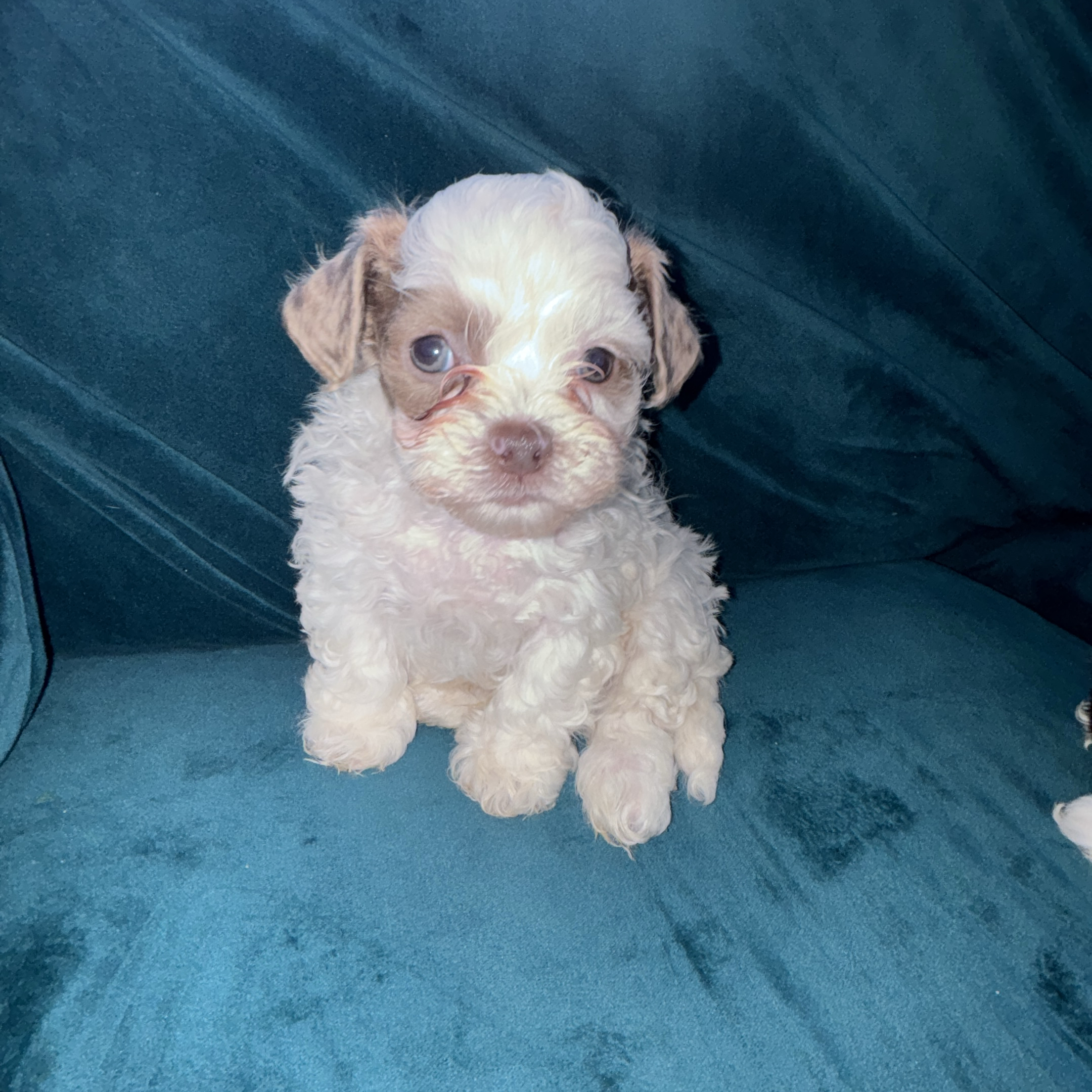 apple_user_1735143445