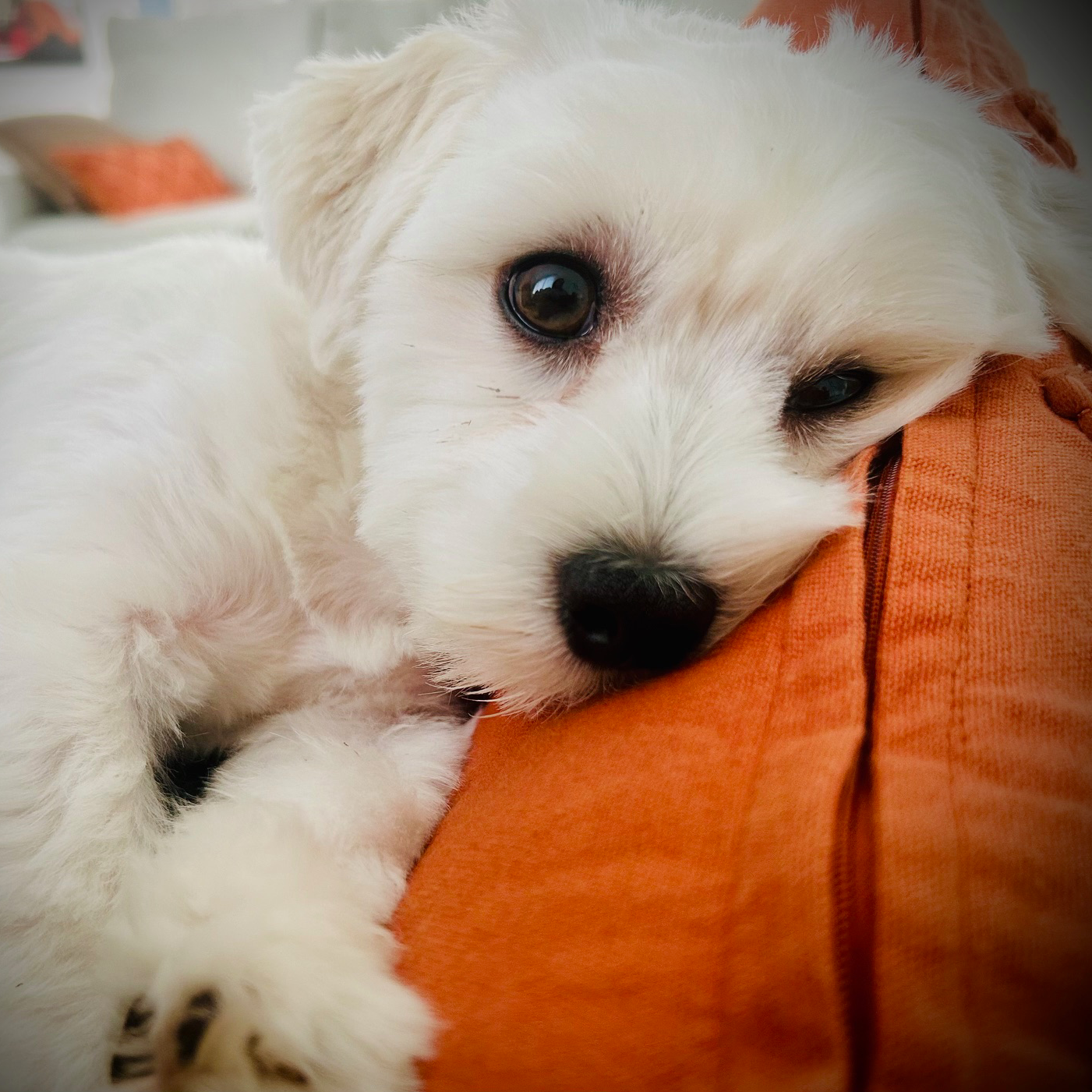 Javier Becerra Souto