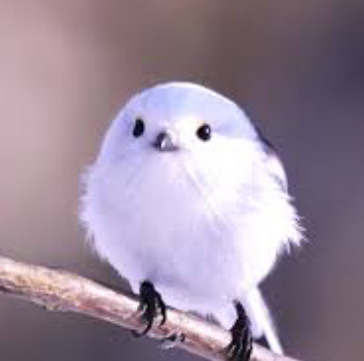 apple_user_1758501029