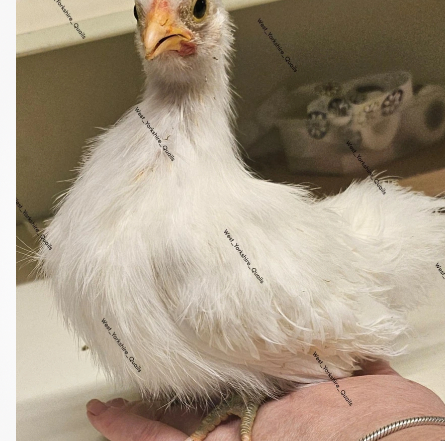 apple_user_1757957746