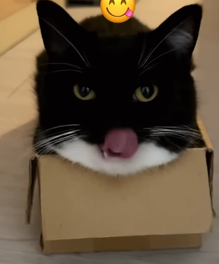 apple_user_1766853949