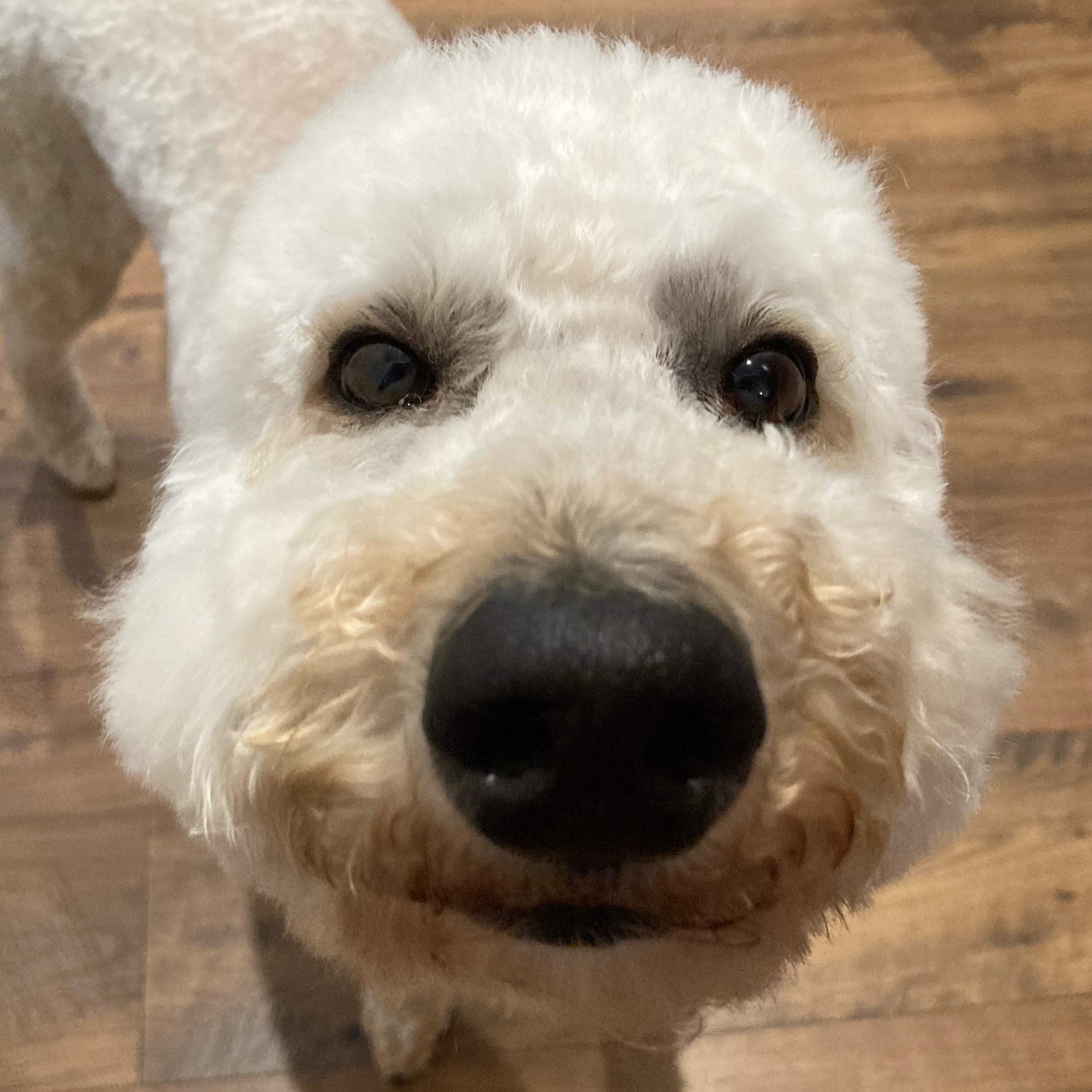 apple_user_1772073159