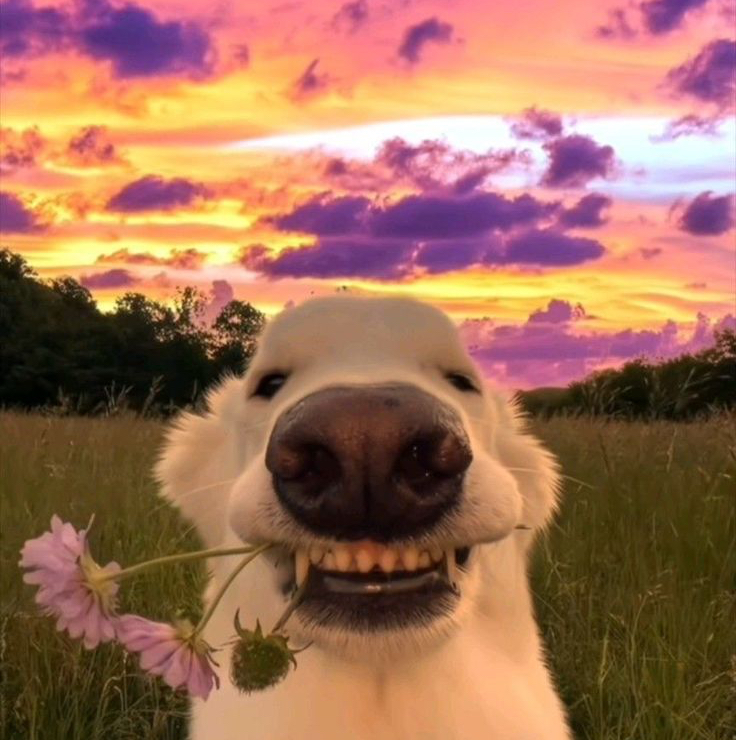 LorenzoBeatlemania29